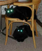 alien cats.jpg (189388 bytes)