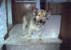 domi5.jpg (293605 bytes)
