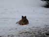 domino and snow.jpg (385283 bytes)