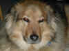 maddog.jpg (374897 bytes)